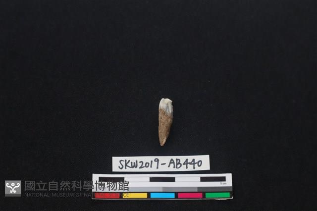 獸骨藏品圖，第2張