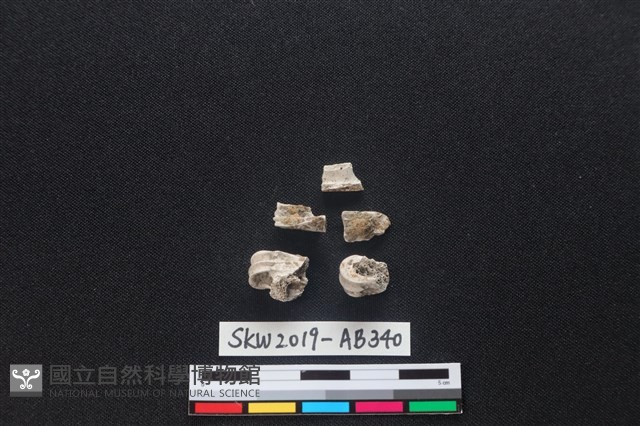 獸骨藏品圖，第2張
