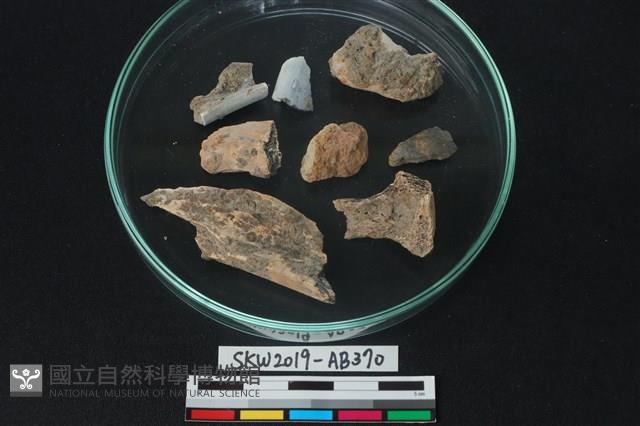 獸骨藏品圖，第2張