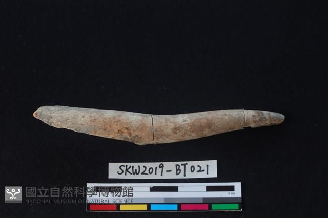 魚卡子藏品圖，第2張