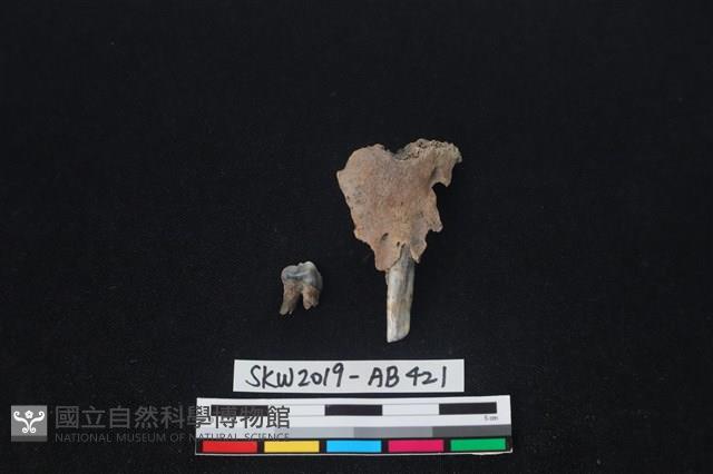 獸骨藏品圖，第2張