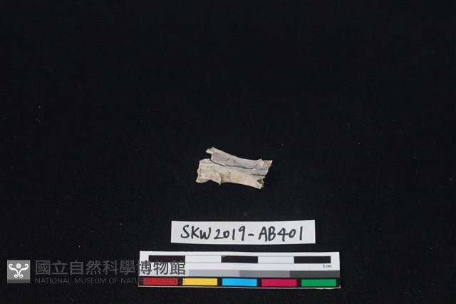 獸骨藏品圖，第2張