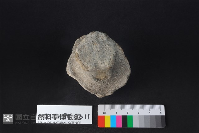 陶蓋鈕藏品圖，第2張