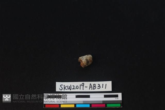 獸骨藏品圖，第2張