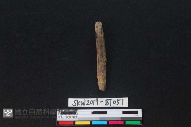 骨尖器殘件藏品圖，第2張