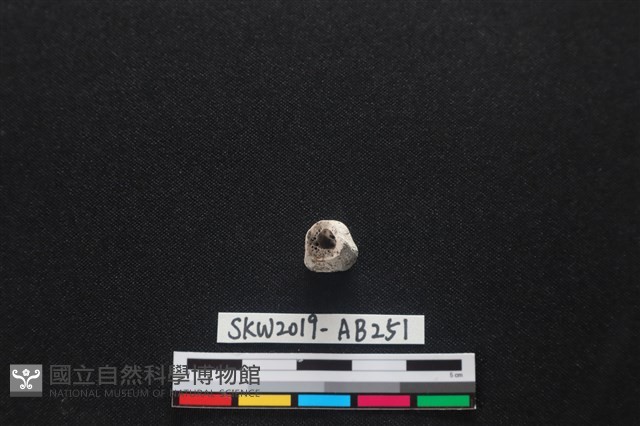 獸骨藏品圖，第2張