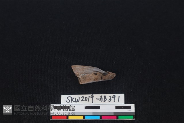 獸骨藏品圖，第2張