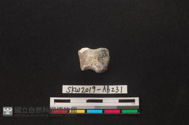 獸骨藏品圖，第2張