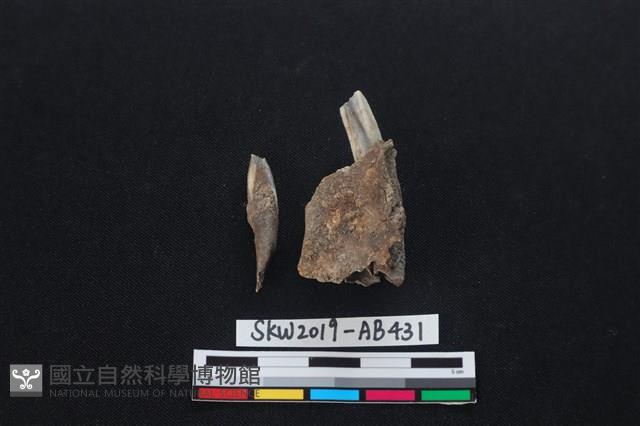 獸骨藏品圖，第2張