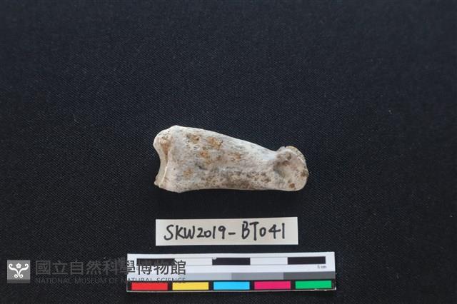 灼燒痕獸骨藏品圖，第2張