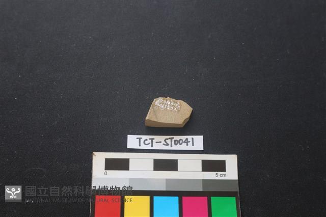 錛鑿形器藏品圖，第2張