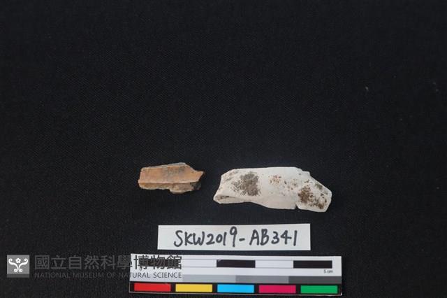 獸骨藏品圖，第2張