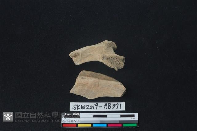 獸骨藏品圖，第2張