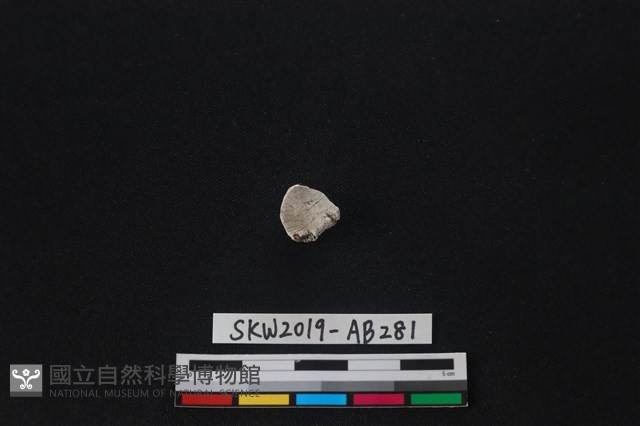 獸骨藏品圖，第2張
