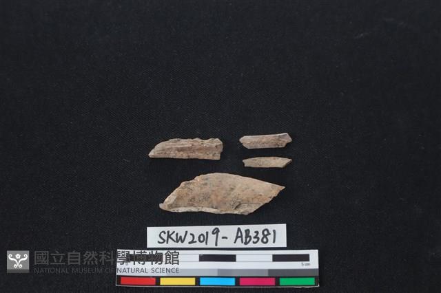 獸骨藏品圖，第2張