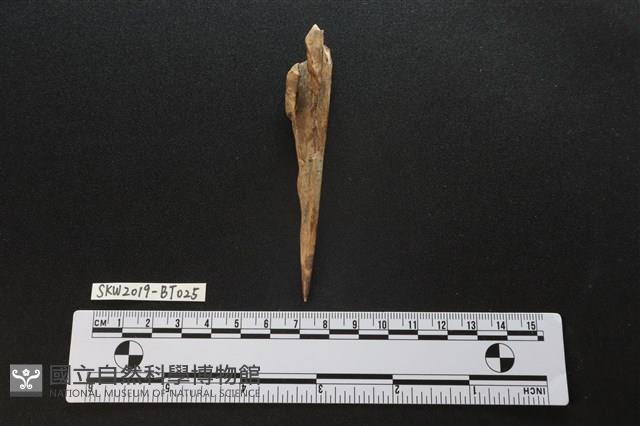 骨尖器藏品圖，第2張