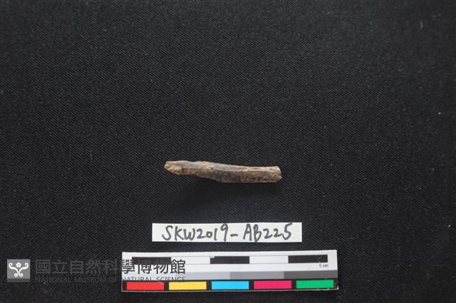 獸骨藏品圖，第2張