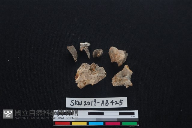獸骨藏品圖，第2張