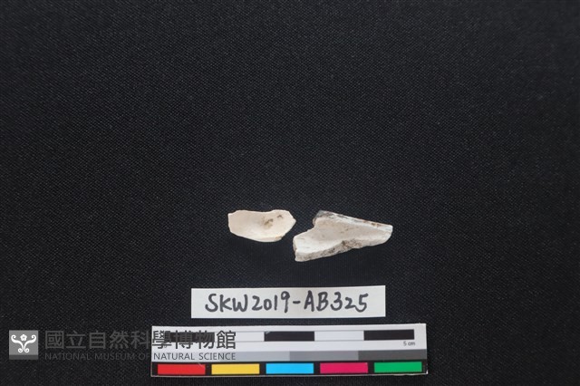 獸骨藏品圖，第2張