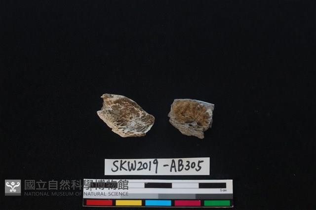 獸骨藏品圖，第2張