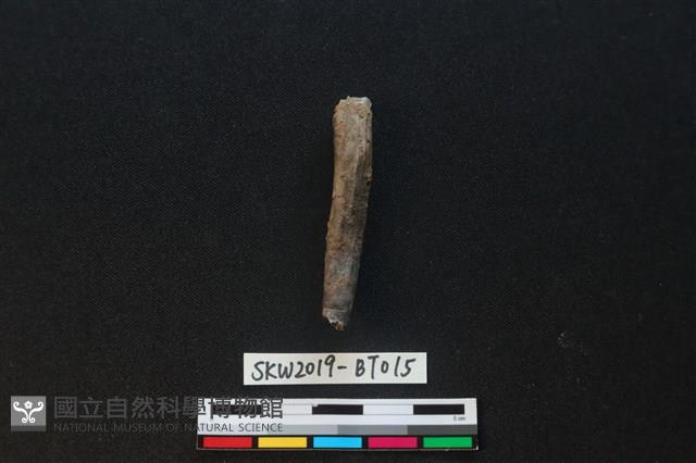 骨尖器藏品圖，第2張