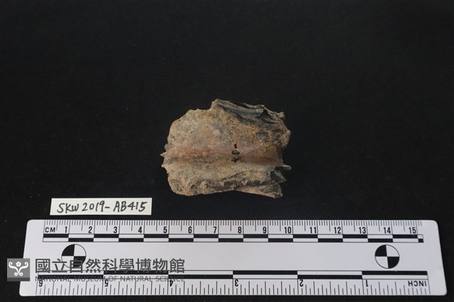臺灣野豬(特)藏品圖，第2張