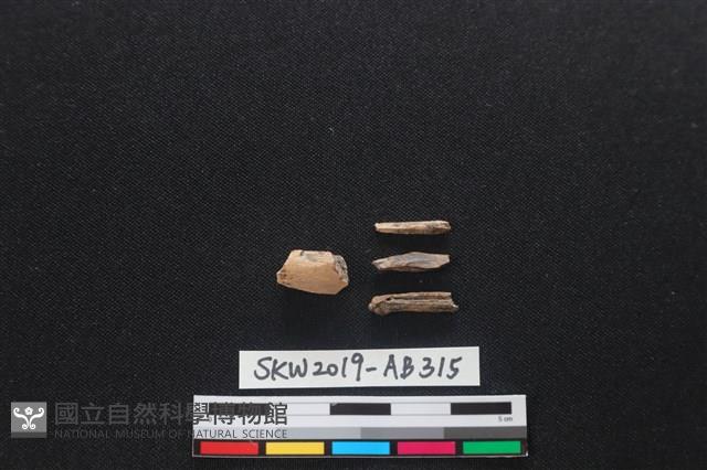 獸骨藏品圖，第2張