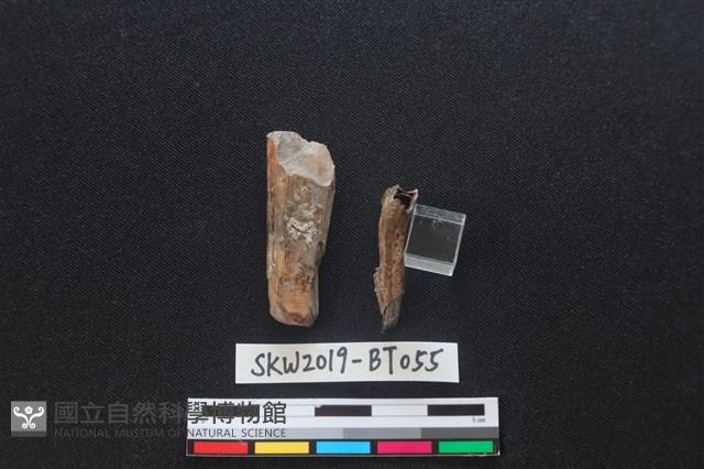 骨尖器殘件藏品圖，第2張