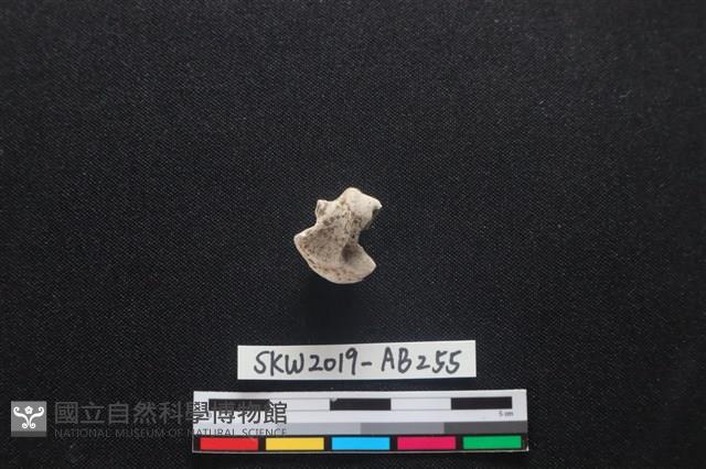 獸骨藏品圖，第2張