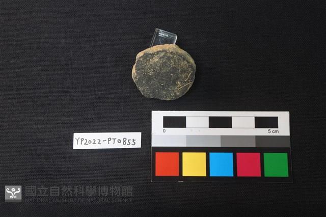小圓片藏品圖，第2張