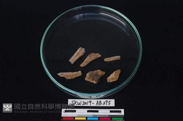 獸骨藏品圖，第2張