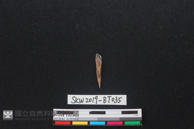 骨尖器藏品圖，第2張
