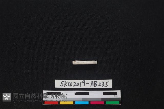 獸骨藏品圖，第2張