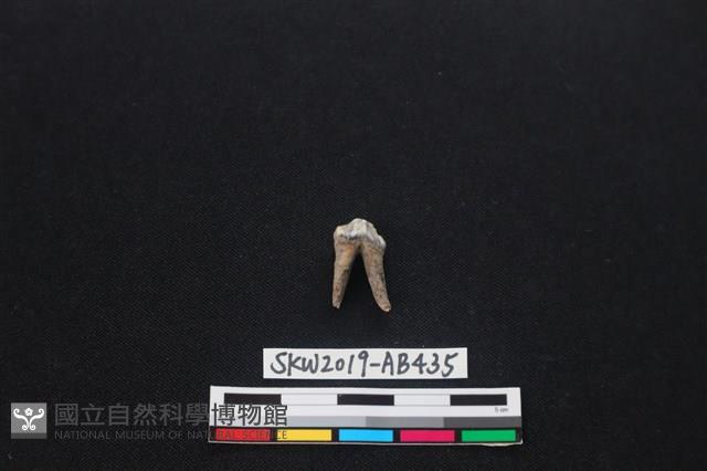 獸骨藏品圖，第2張