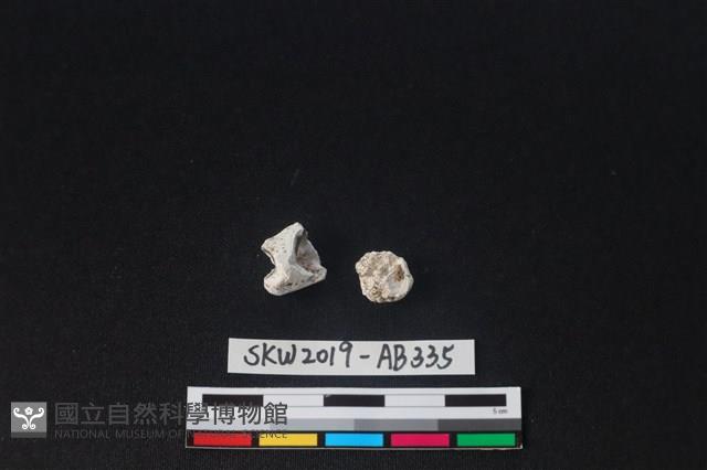 獸骨藏品圖，第2張