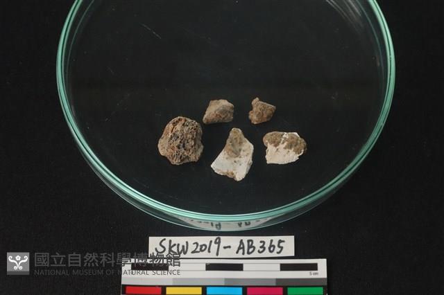 獸骨藏品圖，第2張