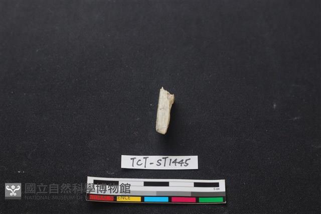 錛鑿形器藏品圖，第2張