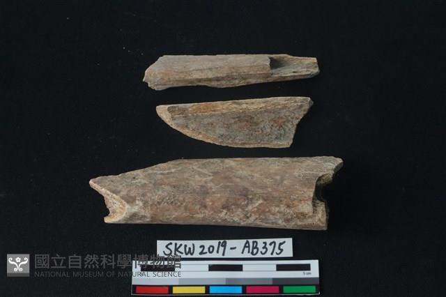 獸骨藏品圖，第2張