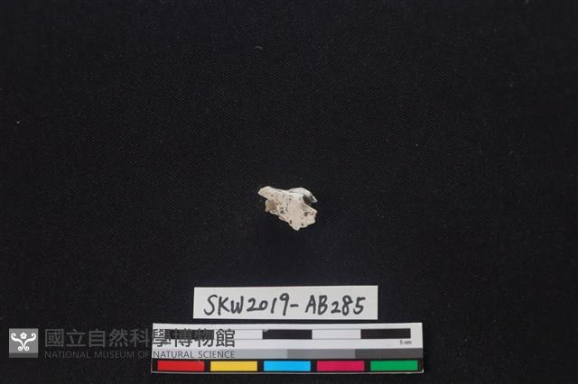 獸骨藏品圖，第2張