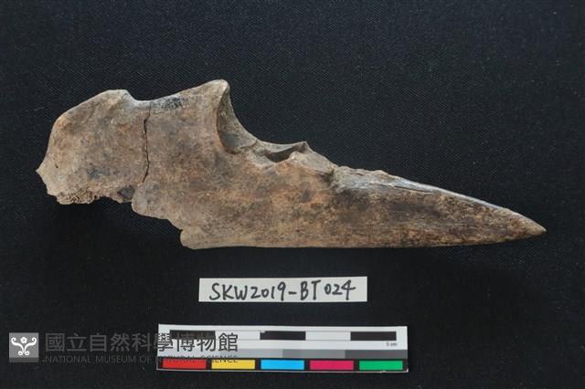 尺骨尖器藏品圖，第2張