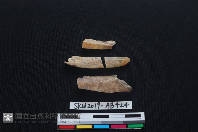 獸骨藏品圖，第2張