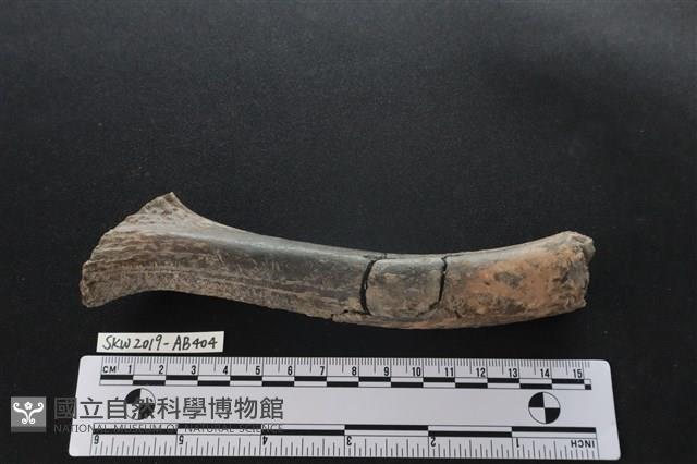 獸骨藏品圖，第2張