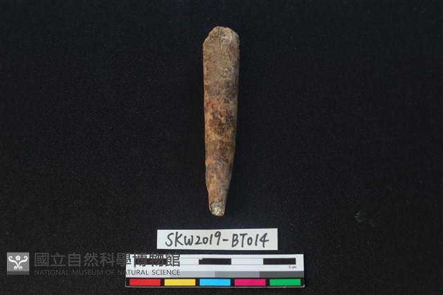 骨尖器藏品圖，第2張