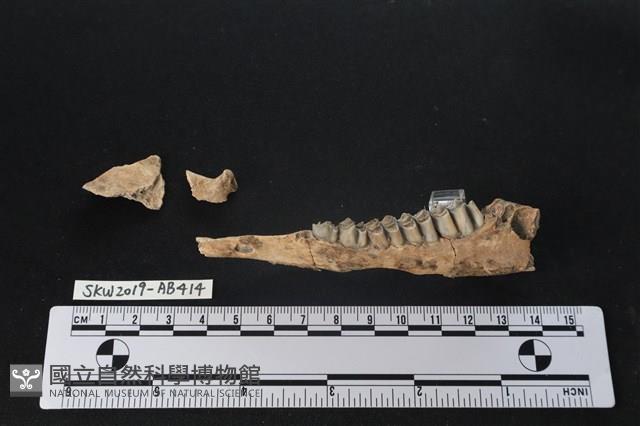 臺灣山羌(特)藏品圖，第2張