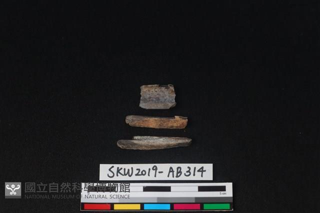 獸骨藏品圖，第2張