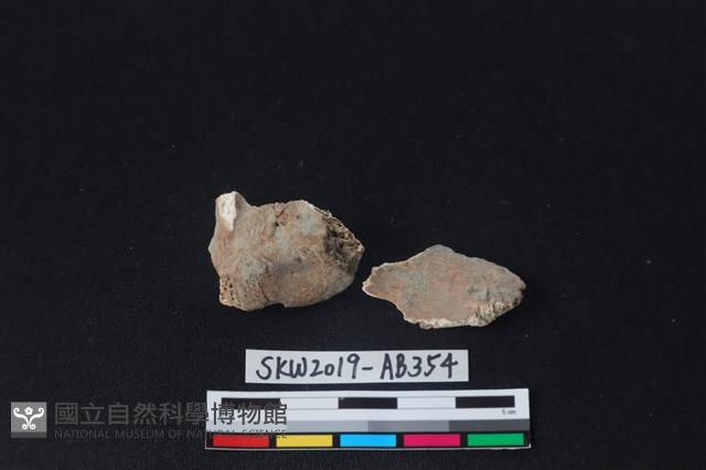 獸骨藏品圖，第2張