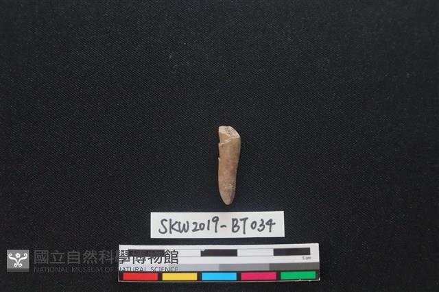 骨尖器藏品圖，第2張