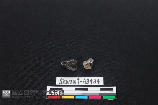 獸骨藏品圖，第2張