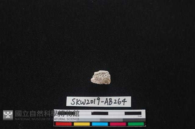 Accession Number:SKW2019-AB264 Collection Image, Figure 2, Total 2 Figures