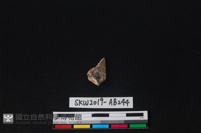 獸骨藏品圖，第2張